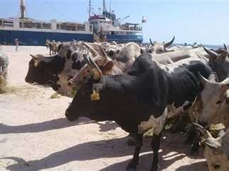 ميناء-سفاجا-عجول