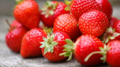 فرولة_Trans2Day